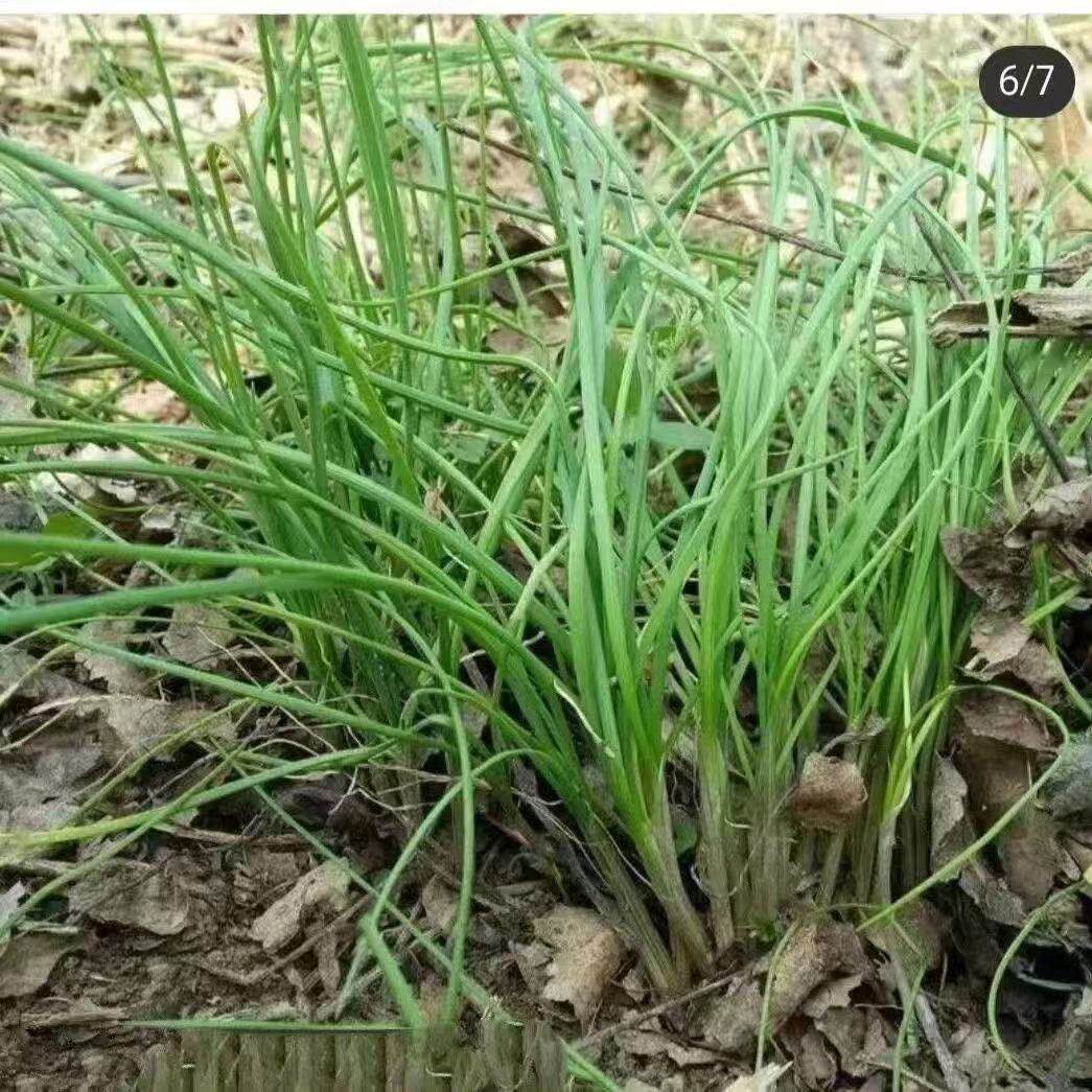 贵州特产新鲜现挖野葱独根野葱野生葱白香葱野菜露天野生现挖野菜