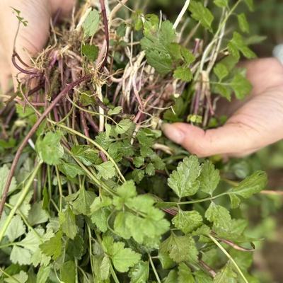 贵州现挖现发野生细叶芹酸菜火锅新鲜野菜新鲜发货现挖现酸菜火锅