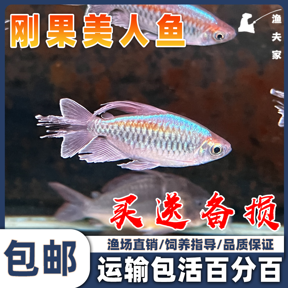 刚果美人西非热带观赏群游灯鱼