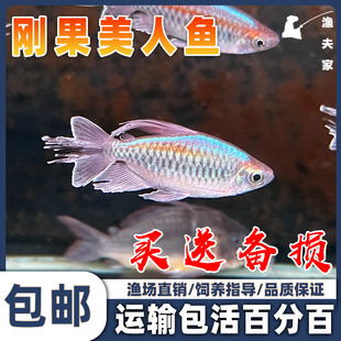 热带观赏鱼白子刚果美人黄金刚果二线蓝/石/红尾美人活体淡水