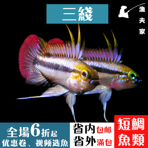 南美短鲷热带观赏鱼三线活体纯种短鲷鱼小型鱼淡水宠物鱼 渔夫家