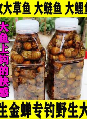 知了猴鱼饵昆虫饵钓鱼专用金蝉鱼饵钓野生大鱼鲤鱼鲢鱼草鱼青鱼