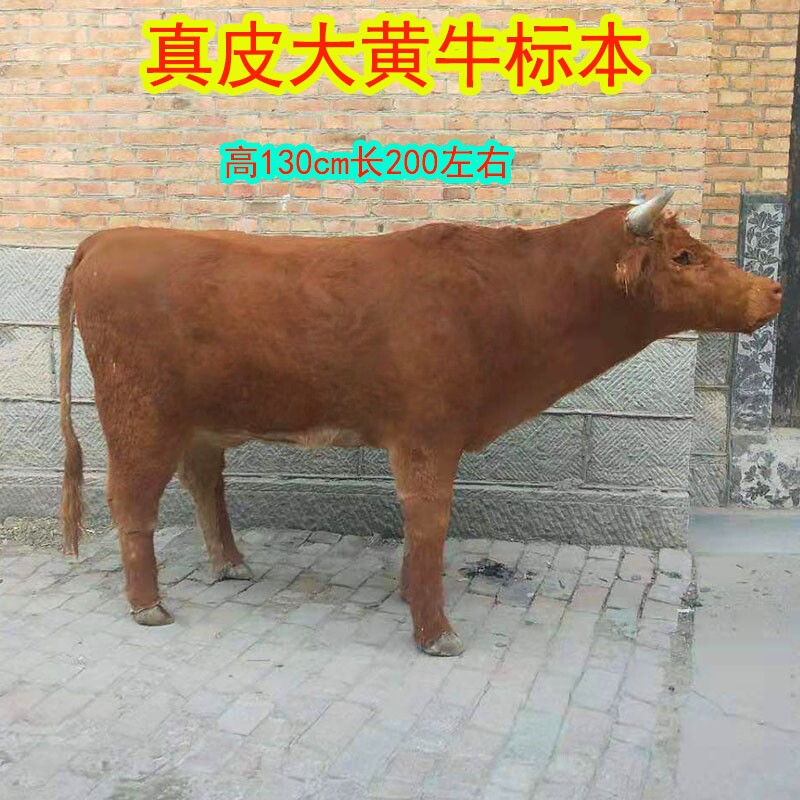 大型黄牛标本真皮仿真黄牛模型牛肉餐厅招财橱窗大黄牛摆件工艺品
