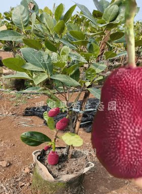 红皮红肉菠萝蜜干苞品种嫁接苗