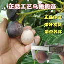 乌橄榄苗嫁接潮汕甜橄榄果树吊思茅三棱工艺太平洋黑橄榄正品 包邮