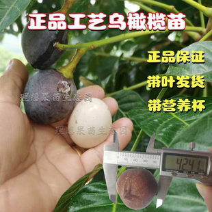 乌橄榄苗嫁接潮汕甜橄榄果树吊思茅三棱工艺太平洋黑橄榄正品包邮