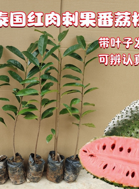 红毛榴莲南方刺果番荔枝毛茛目
