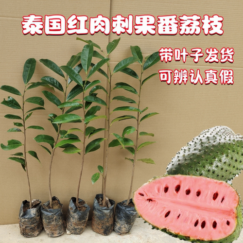 红毛榴莲南方刺果番荔枝毛茛目