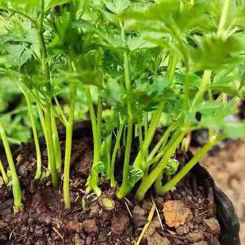云南小叶川芎根叶盆栽蔬菜苗[可种植]新鲜芽苗四季可食用叶子当季