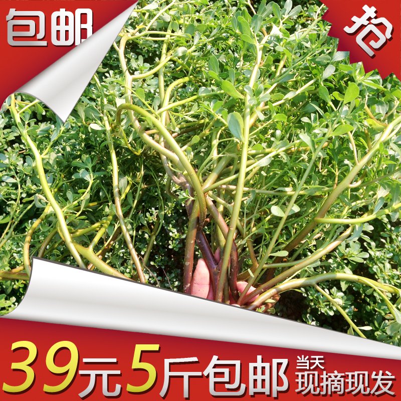 18年农家野生现摘5斤 新鲜马齿苋马齿菜长寿菜 可做菜马齿苋纯露