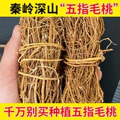 深山五指毛桃根500g官方正品 非特级五爪龙搭土茯苓芡实煲汤原材料