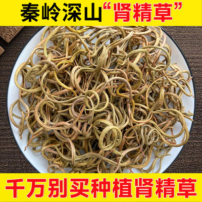 深山肾精茶正品小叶化石草
