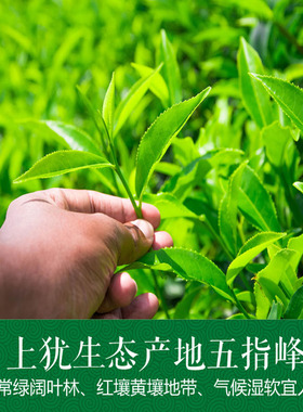 绿茶茶叶赣南五指峰江西上犹绿茶明前新茶清香型高山云雾毛尖200g