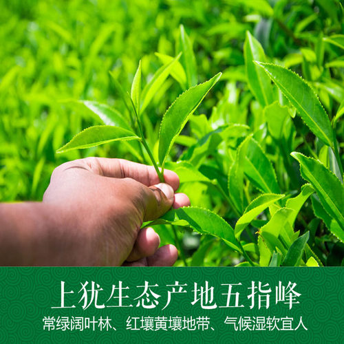 绿茶茶叶赣南五指峰江西上犹绿茶明前新茶清香型高山云雾毛尖200g