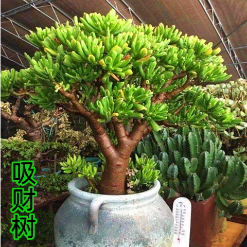 吸财树老桩多肉植物招财八宝树