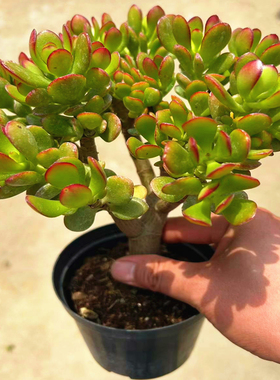 玉树盆栽老桩花卉姬红花月多肉植物室内盆栽肉肉大颗好养红叶玉树