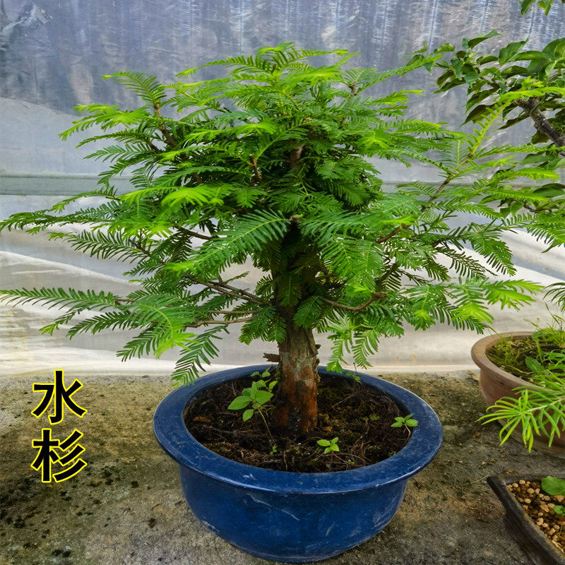 水杉盆景室内四季常青花木植物落羽杉树苗盆栽客厅净化空气小绿植