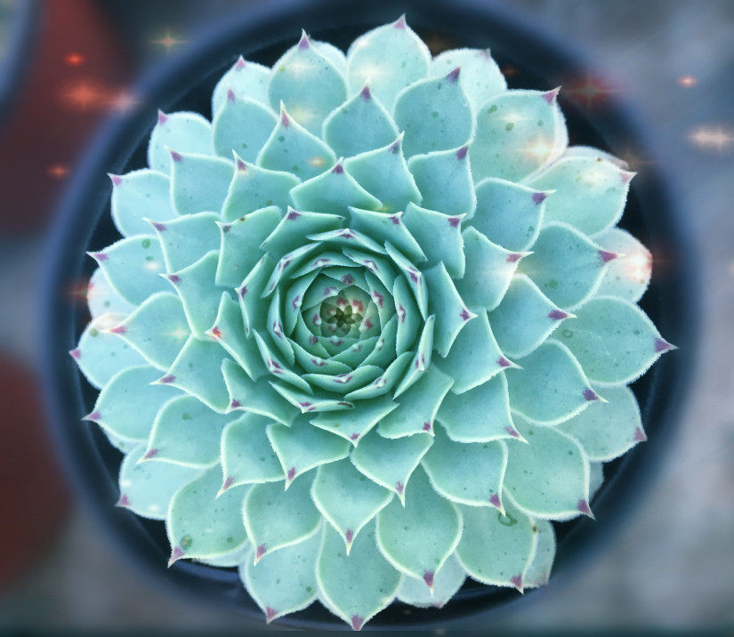 铁观音 又名凌绢 凌樱 盆栽绿植花卉盆花组合多肉盆景包邮