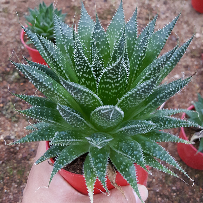 雪花芦荟波路不夜城包邮多肉植物