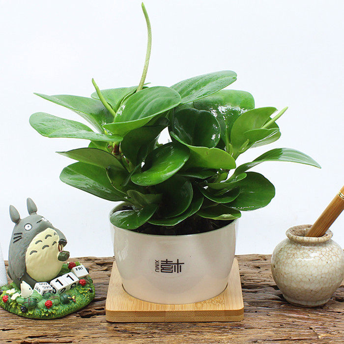 青叶碧玉办公室内迷你小盆栽绿色植物创意绿植室内花卉净化空气