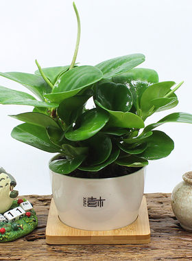 青叶碧玉办公室内迷你小盆栽绿色植物创意绿植室内花卉净化空气