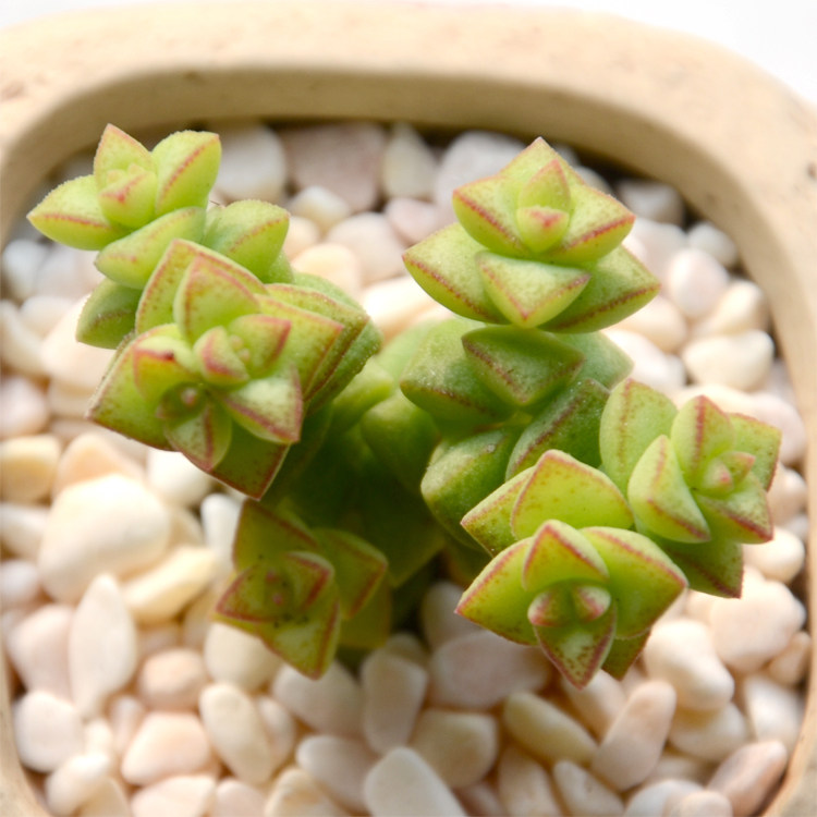 多肉植物 小米星群生多头整盆肉肉植物盆栽室内四季花卉办公绿植