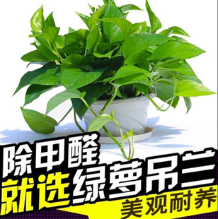 绿萝吊兰水培植物花卉室内盆栽新房办公室四季 常青进化空气