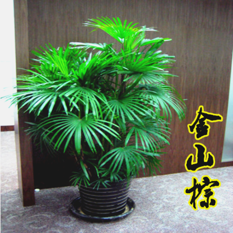 金山棕竹盆栽常青树 棕竹 室内大型植物开业送礼绿植四季常青包邮