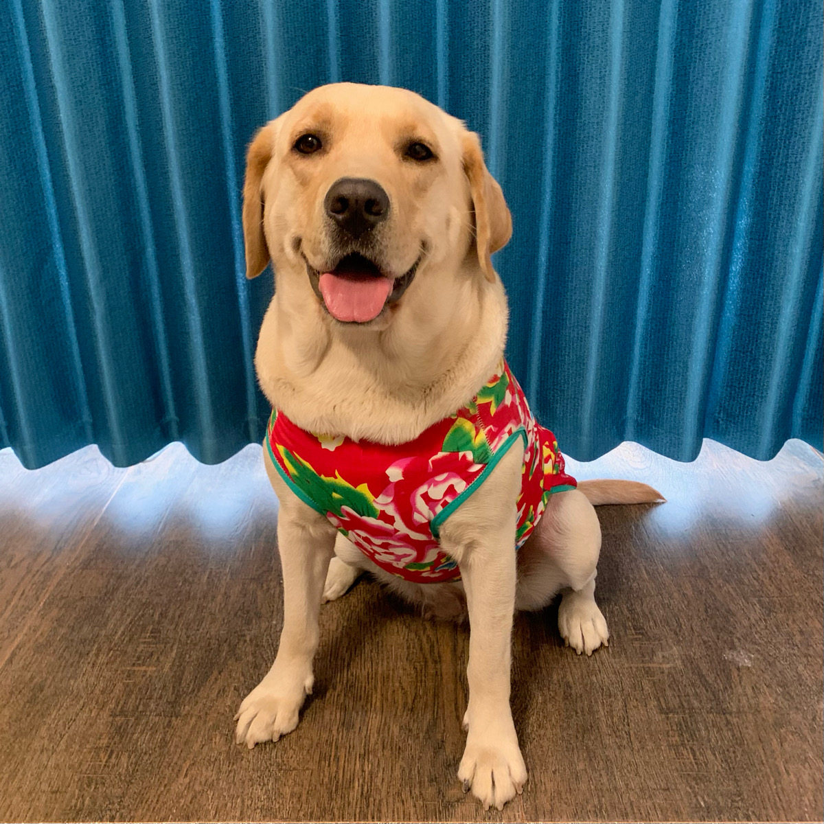 【奶茶】宠物狗背心春夏季土潮喜庆东北大花大小型犬衣服泰迪金毛