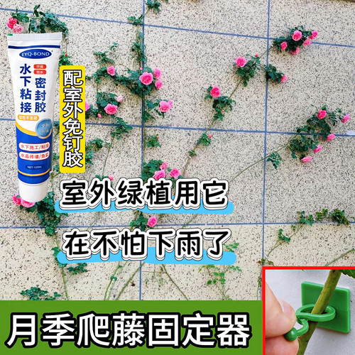 室外防水蔷薇花绿植爬墙固定器