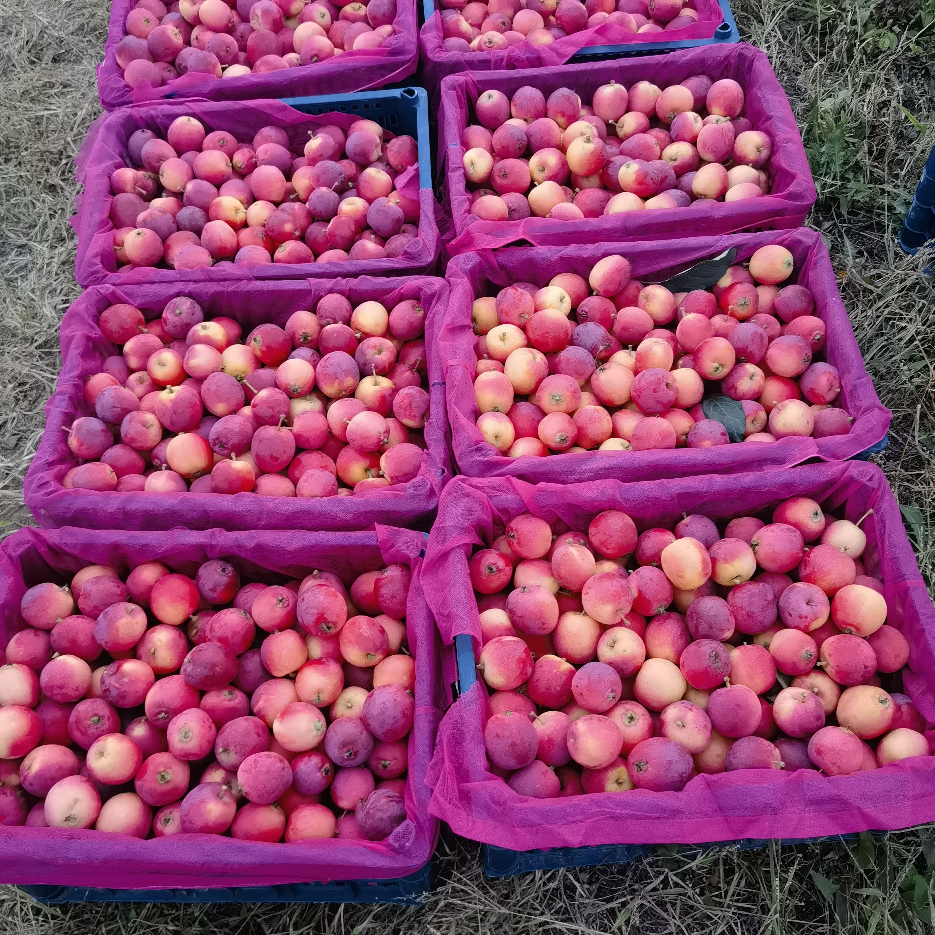 海棠果小秋红沙果应季水果酸脆