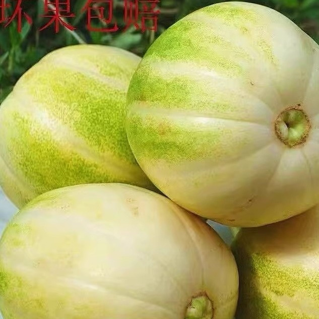 东北香瓜新鲜现摘现发当季水果特产甜瓜整箱白糖罐5斤装