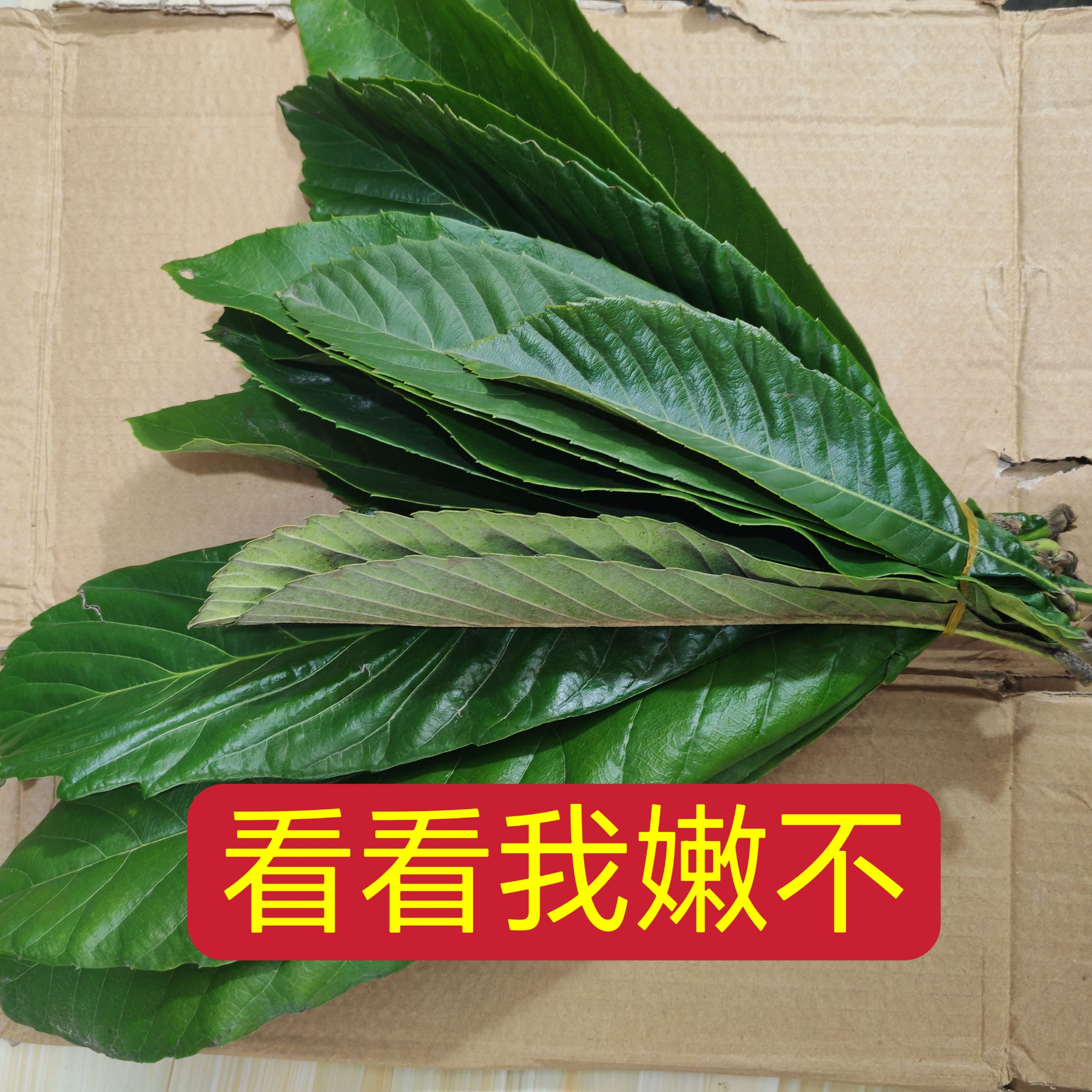 河南枇杷叶新鲜野生枇杷叶现摘枇杷叶正宗野生枇杷叶子老树枇杷叶