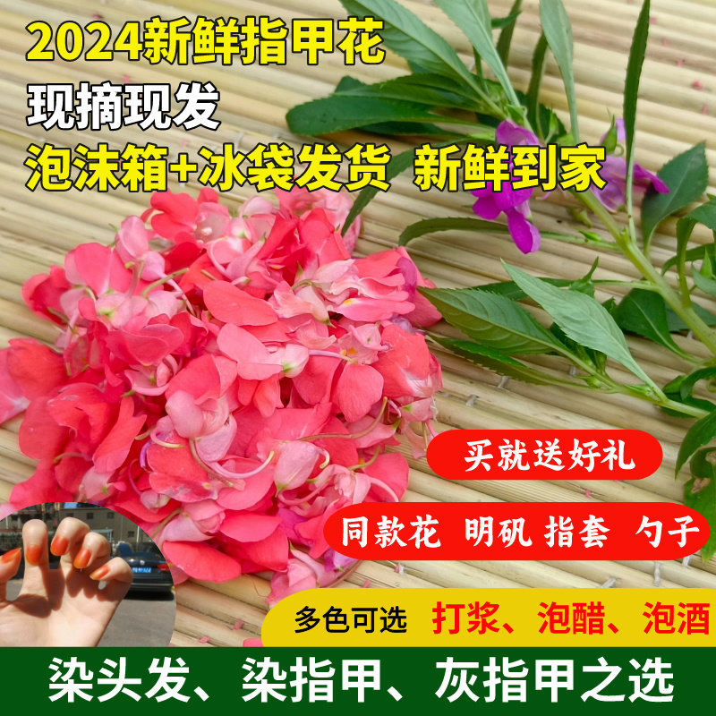 天然新鲜凤仙花花瓣指甲草染指甲染发泡醋打浆泡酒食用干花中药材