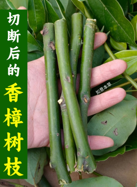 樟树枝香樟树纯枝新鲜枝叶