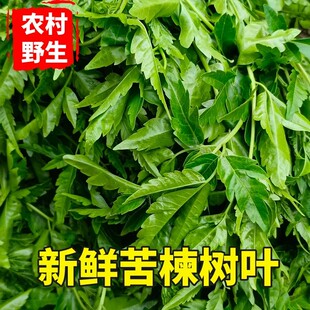 新鲜现采苦楝树叶苦楝树枝川楝苦练树皮火炼树根洗澡正品中药材