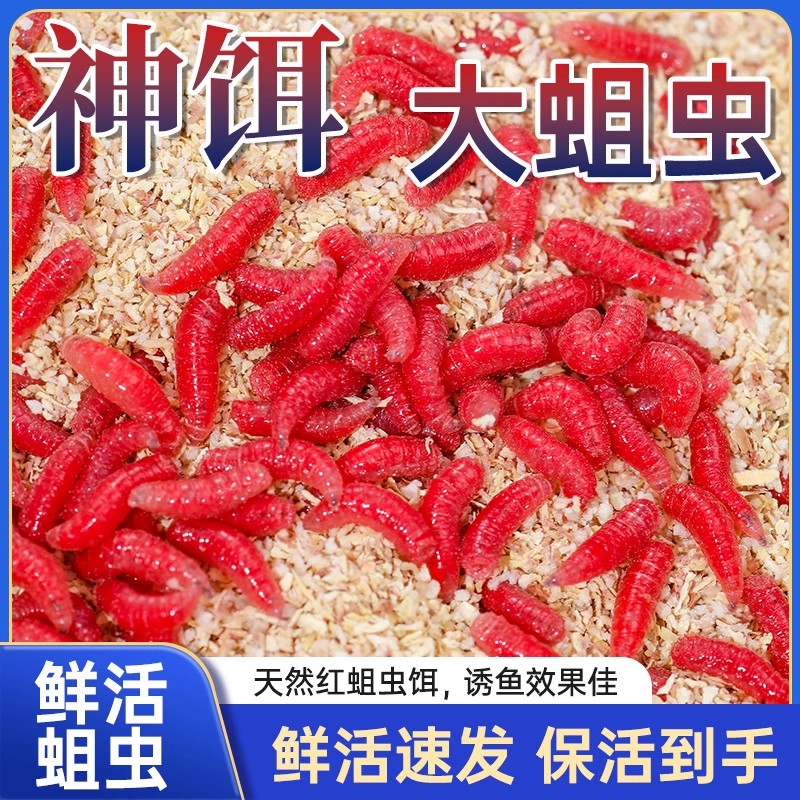 康卡威鲜活红曲虫活饵鲫鱼爆护