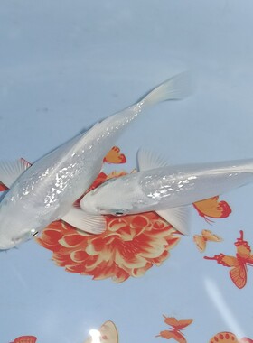 观赏鱼球体蝴蝶鲤鱼纯种冷水鱼
