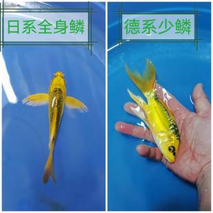 纯种黄金松叶龙凤锦鲤活体鱼苗包鱼邮包活冷水长尾观赏鱼群游喂食