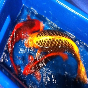 日本锦鲤活体纯种 松叶锦鲤 观赏鱼冷水鱼 渔场直销满49包邮包活