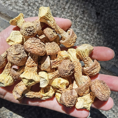 云南姬松茸干货碎菇帽菇脚巴西蘑菇非野生菌香菇菌汤包熬老汤商用