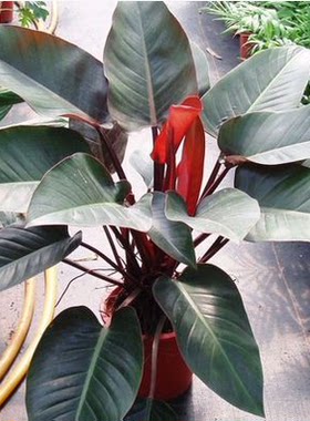 大叶观叶植物客厅办公室高端大气