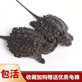 小鳄龟苗活物宠物龟观赏龟杂佛食肉龟水龟外塘凶猛小乌龟活体包活