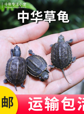 中华草龟活体小乌龟活物外塘长寿龟宠物观赏龟水金线龟墨龟草龟苗