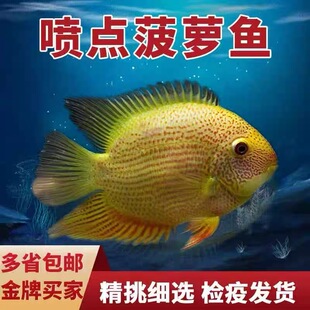 帝王虎斑菠萝鱼喷点菠萝鱼砖石菠萝鱼宝石