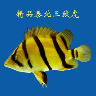 包肚围脖三纹虎苗泰北三纹虎鱼进口泰国虎鱼苏门答腊虎印尼虎活体