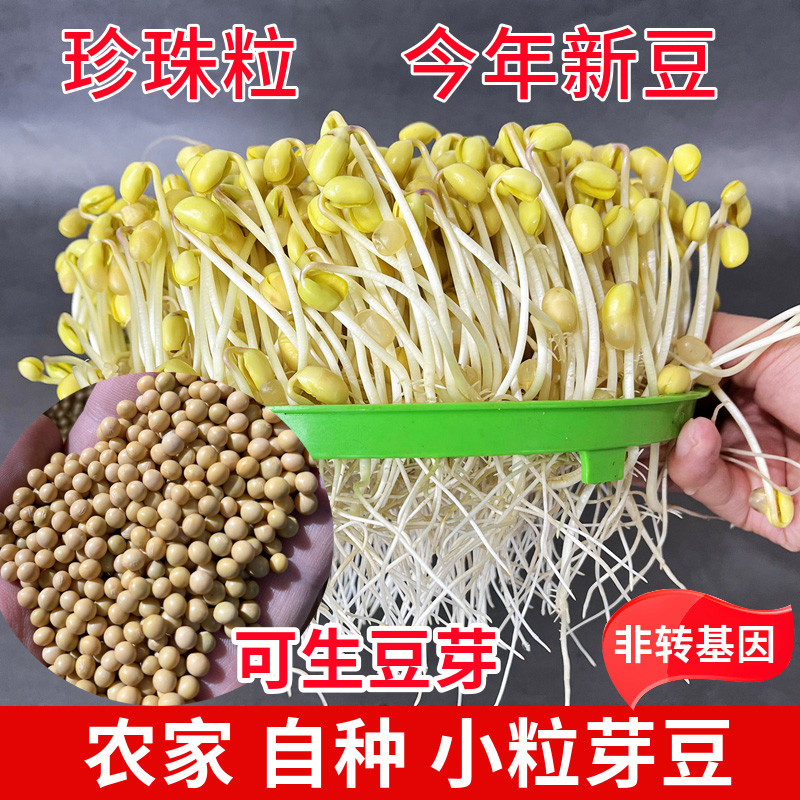 新黄豆发豆芽专用打豆浆专用老品种小黄豆豆芽东北黄豆农家自种