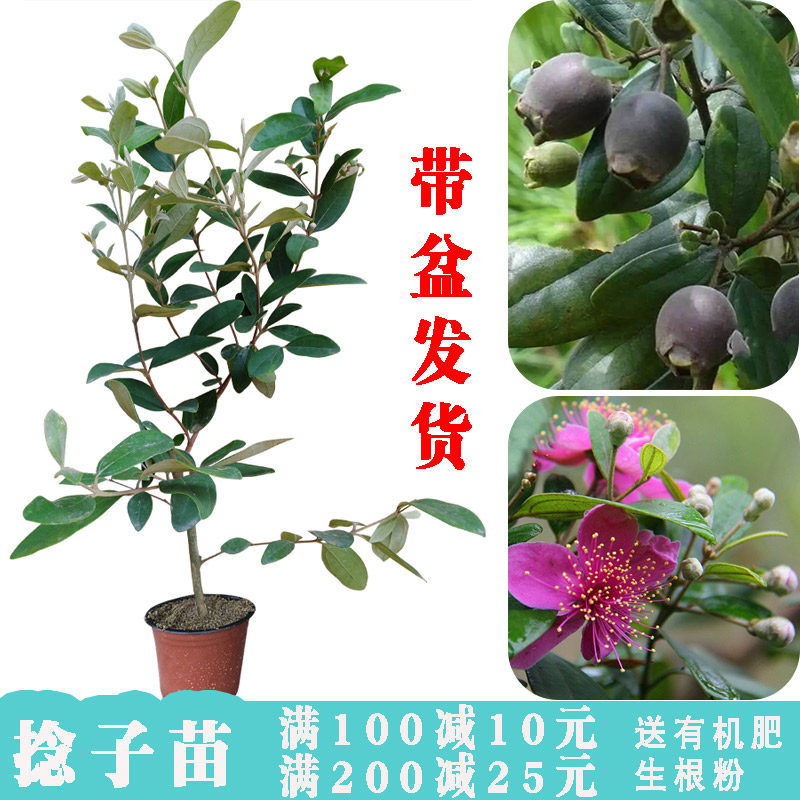 多尼山捻子稔子苗桃金娘树苗桃金娘苗捻子树苗山稔子树苗桃金娘树在类目 鲜花速递/花卉仿真/绿植园艺, 花园植物/行道树/果树, 果树中 - 来自Buy2taobao.com提供专业的淘宝代购服务