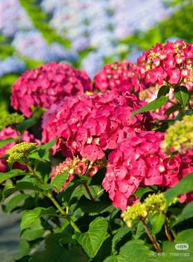 苏苏家的无尽夏新品红色绣球花阳台庭院盆栽地栽花期长新手易养护
