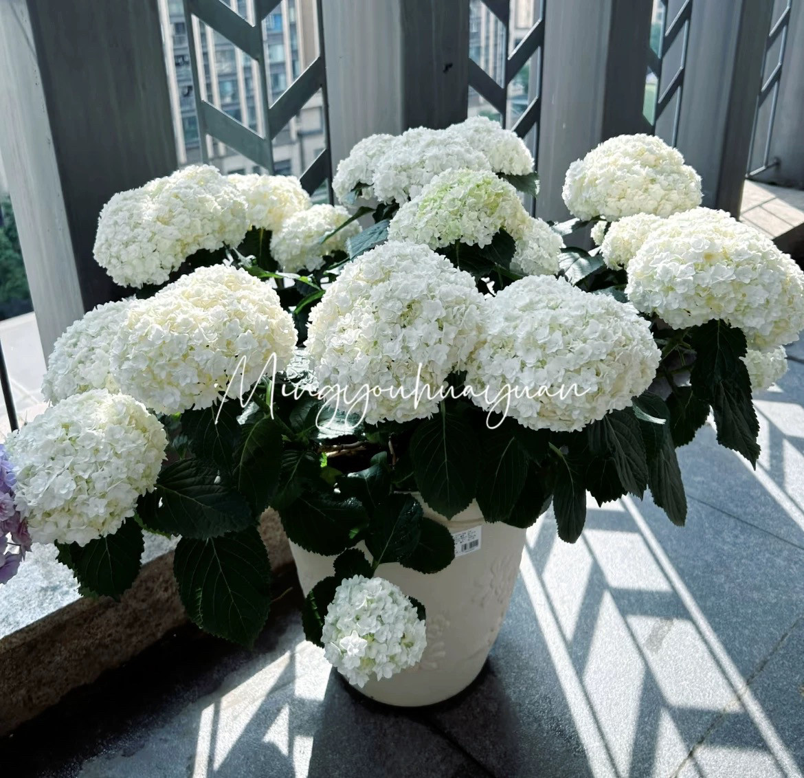 苏苏家的无尽夏-重瓣大花绣球花园露台阳台盆栽花卉植物,鲜花速递/花卉仿真/绿植园艺,绣球/木绣球/木本植物,淘宝优惠券,粉丝福利购,淘宝优惠卷